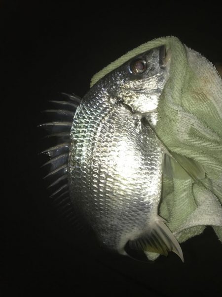 雨降ったらセイゴ!