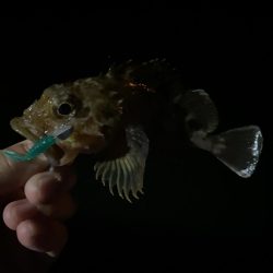 仕事終わりの癒しのガシリング