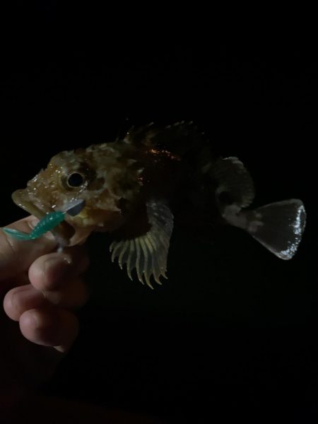 仕事終わりの癒しのガシリング