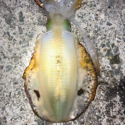 2022 佐渡ヶ島エギング 41回目【11月2日】