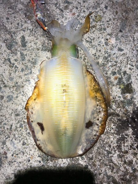 2022 佐渡ヶ島エギング 41回目【11月2日】