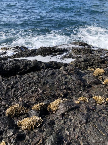 ニューロッドには物足りない