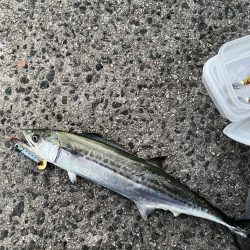 エギング〜ジギング