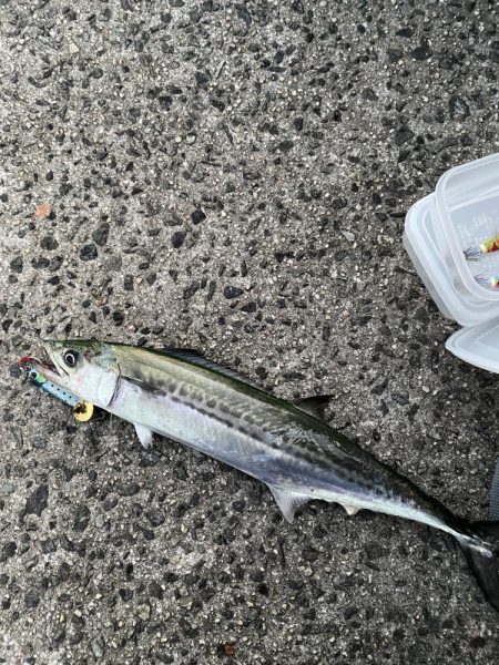 エギング〜ジギング