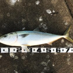 もう少しでブリ