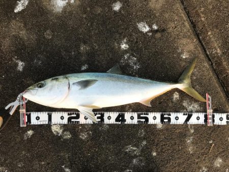 もう少しでブリ