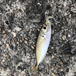 朝マヅメアジング