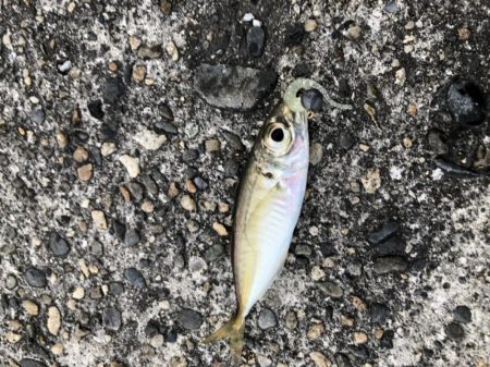 朝マヅメアジング