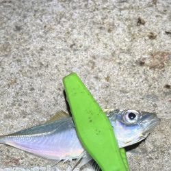 30匹オーバーアジング