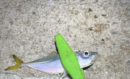 30匹オーバーアジング