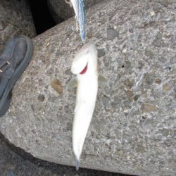 ゴリゴリゴリゴリ…