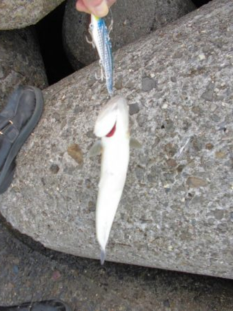 ゴリゴリゴリゴリ…