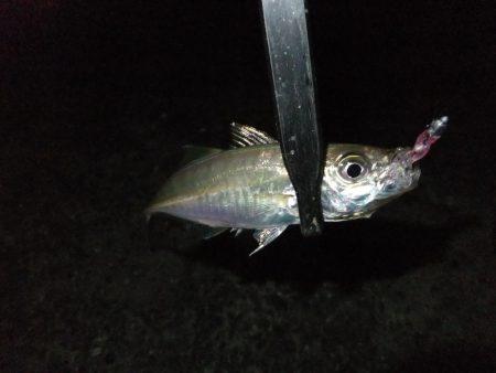 豆アジ好調キープ