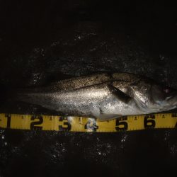 河川シーバス終盤戦