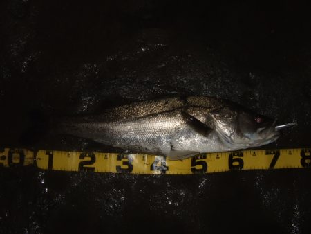 河川シーバス終盤戦