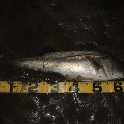 ハイシーズン終了を感じる釣行