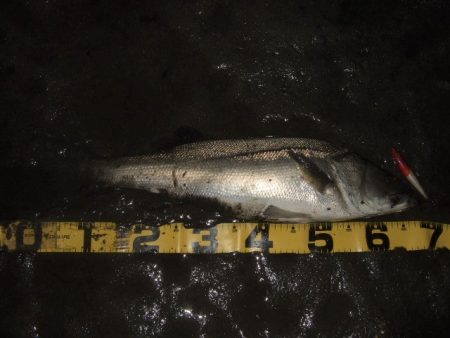 ハイシーズン終了を感じる釣行