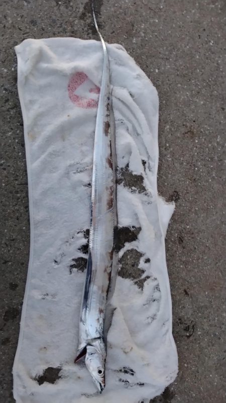 居ないかなと思ったら居た件