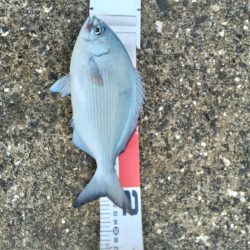 三宅島「湯の浜港」入釣、海は「食欲の秋」真盛り