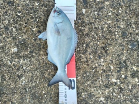 三宅島「湯の浜港」入釣、海は「食欲の秋」真盛り