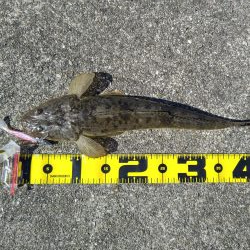 フラットフィッシュ