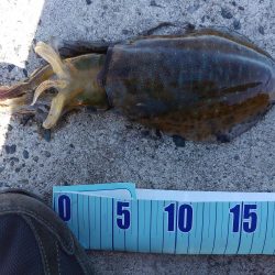 天候はよかったのですが・・・