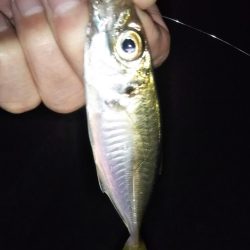 予期せぬ豆アジング