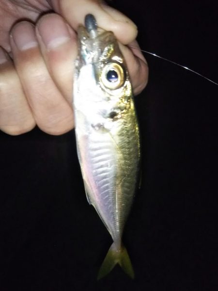 予期せぬ豆アジング