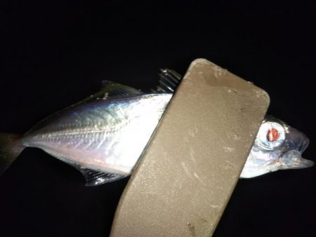 夜勤明け短時間アジング修行