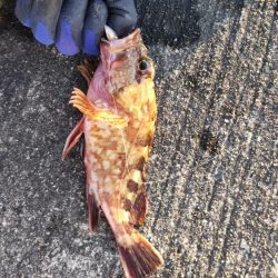 エソゲーム！(裏で9目達成！)