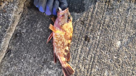 エソゲーム！(裏で9目達成！)