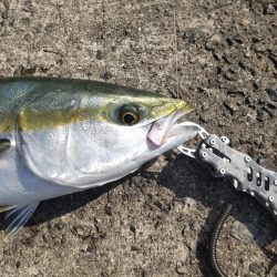 メタボメジロ！