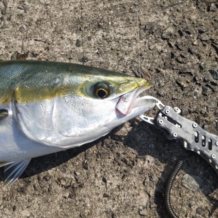 メタボメジロ！