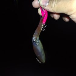 夜釣りヒイカ