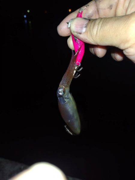 夜釣りヒイカ