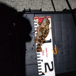 いつも通りのライトゲーム