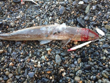 サーフエギング&ショアジギング