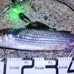 尺アジ好調も珍事!