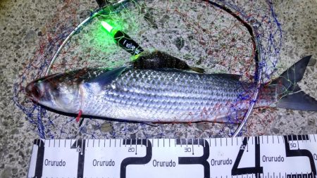 尺アジ好調も珍事!