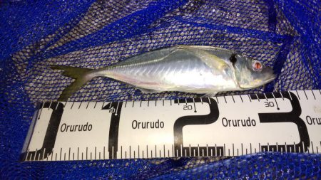 尺アジナイトゲーム