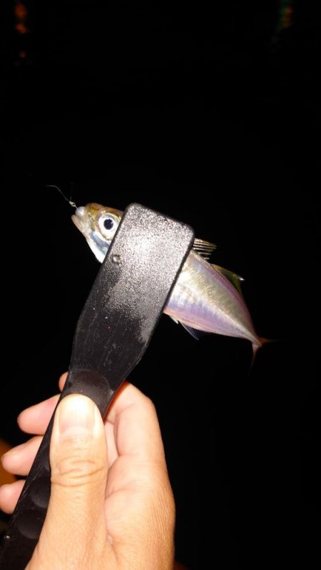 ライトワインド