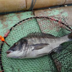 牡蠣筏からフカセ釣りでチヌ連発