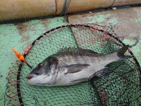 牡蠣筏からフカセ釣りでチヌ連発