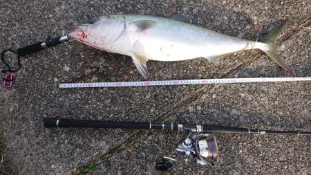 寝坊でメジロ！