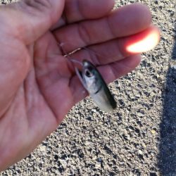 アイゴだけじゃない!!