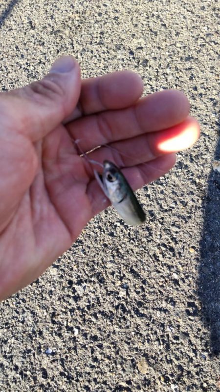 アイゴだけじゃない!!