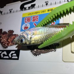 流れが強いアジング