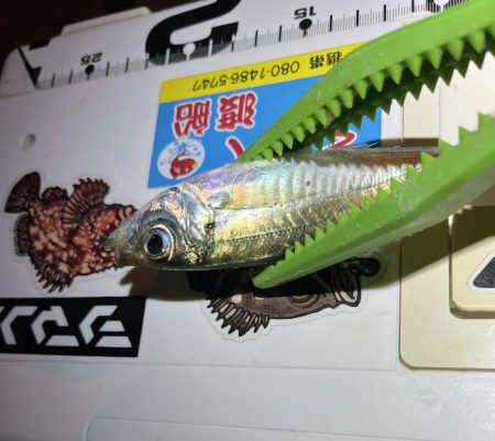 流れが強いアジング