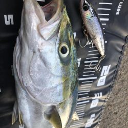 久しぶりのメジロ