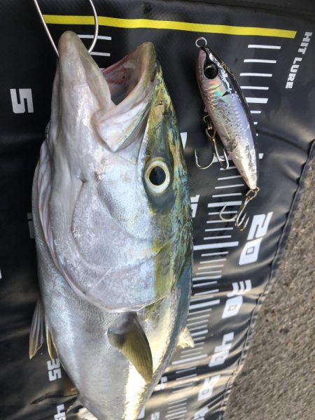 久しぶりのメジロ